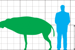 Size_comparison