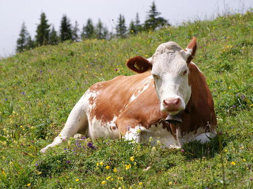 cow_fleckvieh_breed_oeschinensee_slaunger_2009-07-07