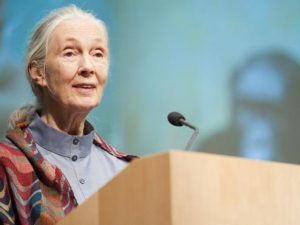 jane-goodall