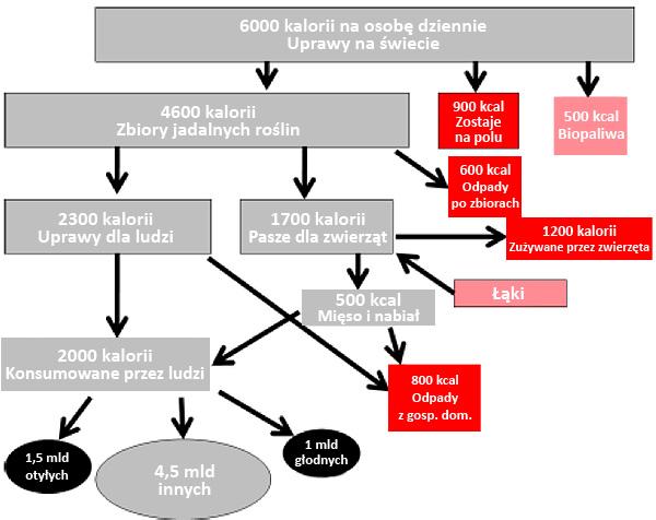 Gdzie znikają kalorie? Uproszczona mapa systemu żywnościowego. Na podstawie „The Burning Question” s. 163, Mike Berners-Lee i Duncan Clark (2013 r.).