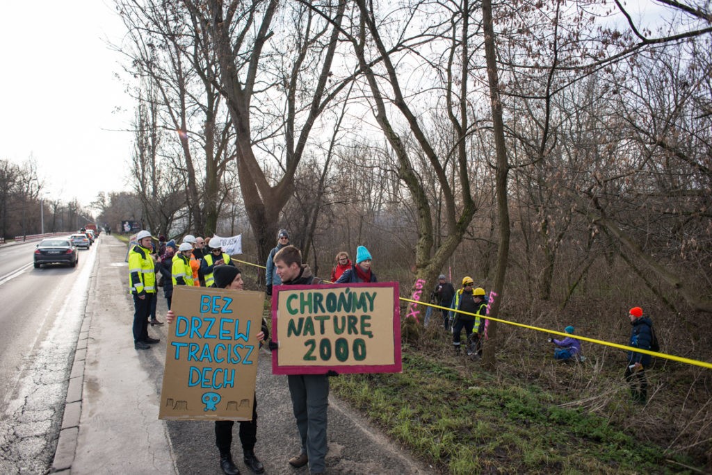 Wycinka na Wybrzeżu Helskim. Fot. Jakub Szafrański