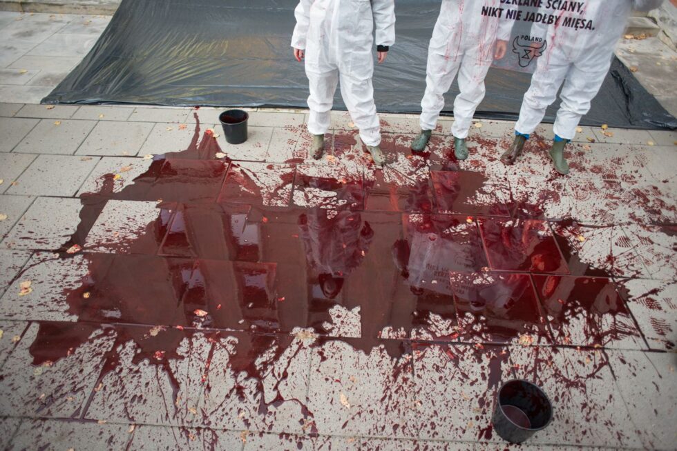 krew, rzeźnia, przemysłowa hodowla zwierząt