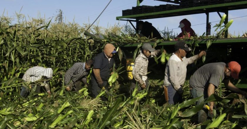 migranci-zbiory-kukurydzy-CA-Bob-Nichols-USDA-CC0