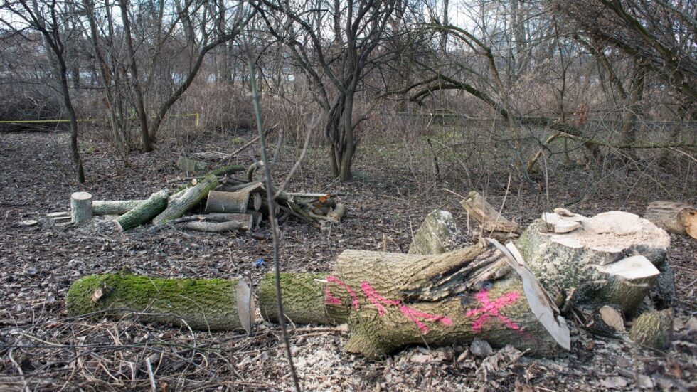 Wycinka drzew nad Wisłą. Fot. Jakub Szafrański