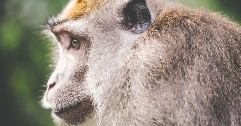 monkey-animal-face-portrait-side-head-nature