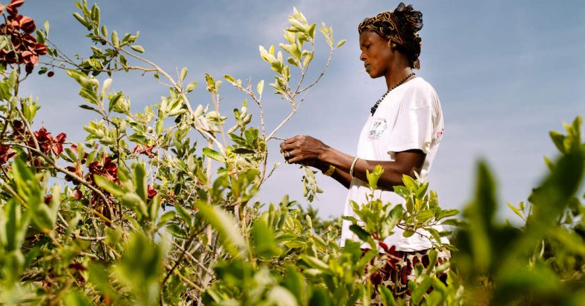 collecting-fruit-burkina-faso