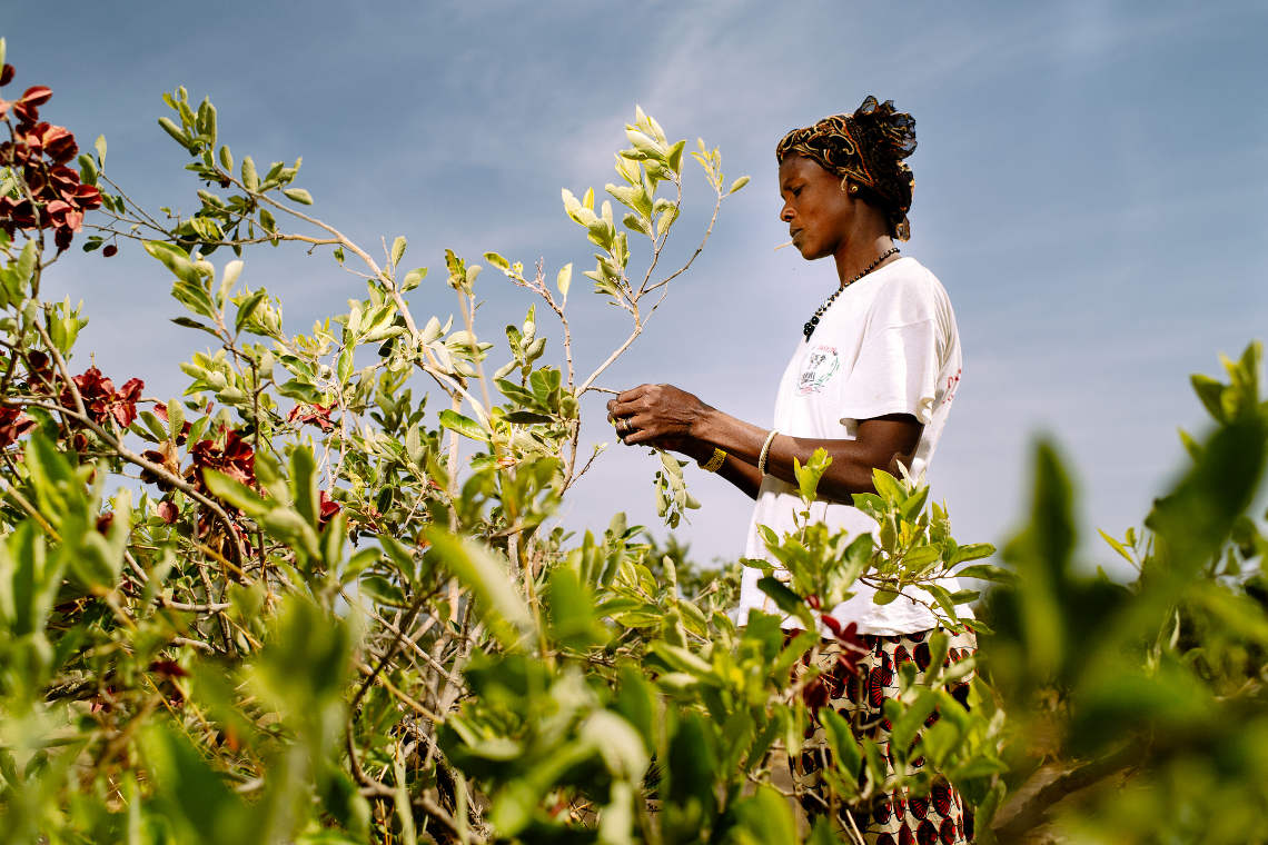 collecting-fruit-burkina-faso