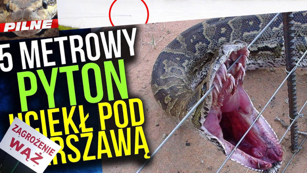 waz-pyton-warszawa-histeria-medialna