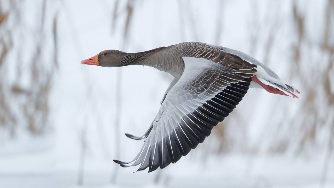 Gęgawa-fot.-Marcin-Łukawski