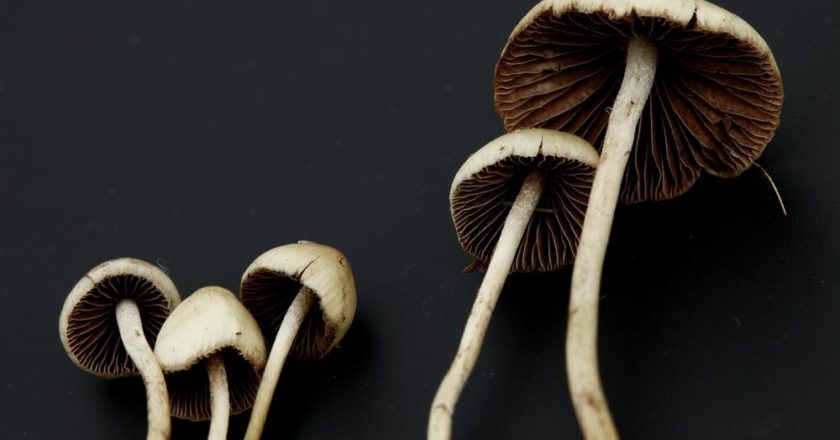 psilocybin-2