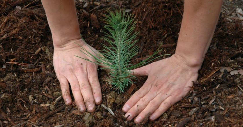 Seedling_planting