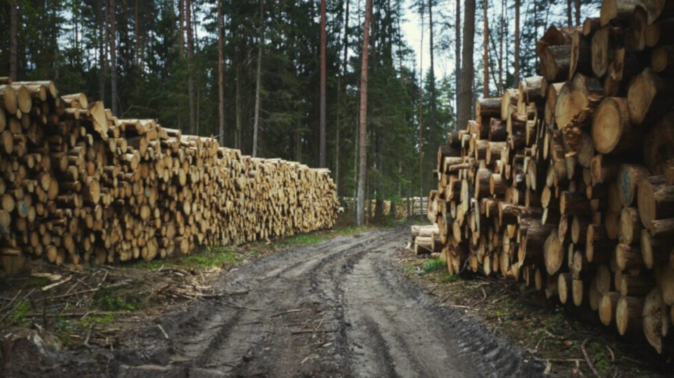 wycinka lasy państwowe