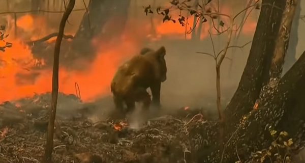 Amatorskie nagranie akcji ratowania koali w Australii . Źródło: Youtube/VOA News