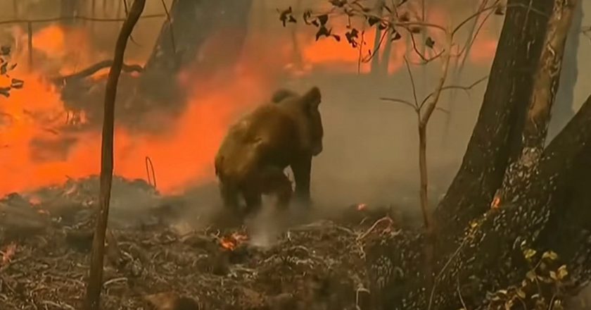 Amatorskie nagranie akcji ratowania koali w Australii . Źródło: Youtube/VOA News