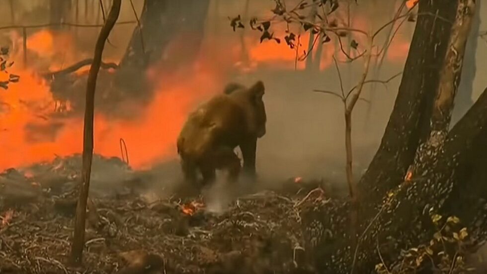 Amatorskie nagranie akcji ratowania koali w Australii . Źródło: Youtube/VOA News