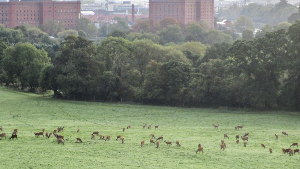 Fot. Rich Kenington/flickr.com