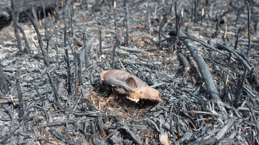 Fot. Jakub Szafrański