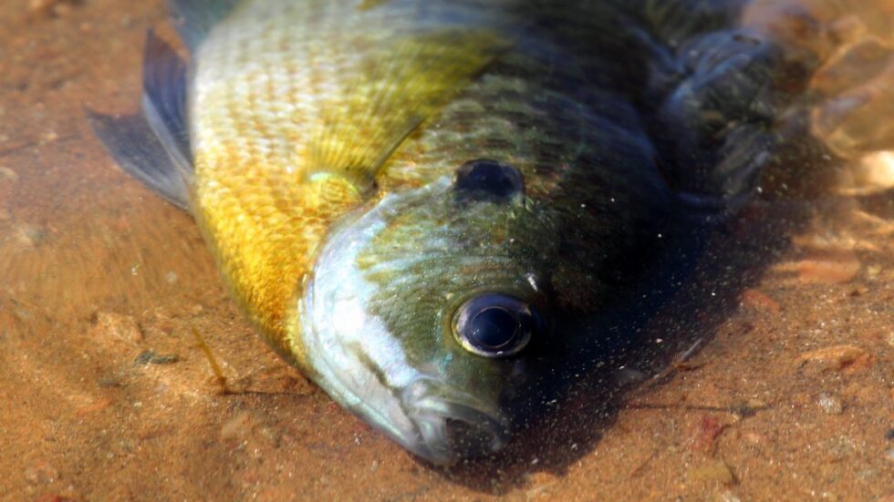 Fot. Mr.TinDC/flickr.com