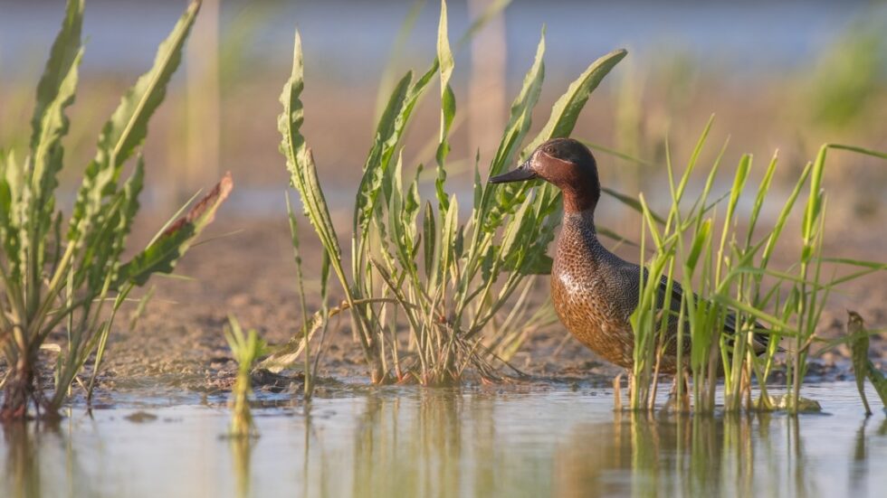 Fot. Michał Borucki