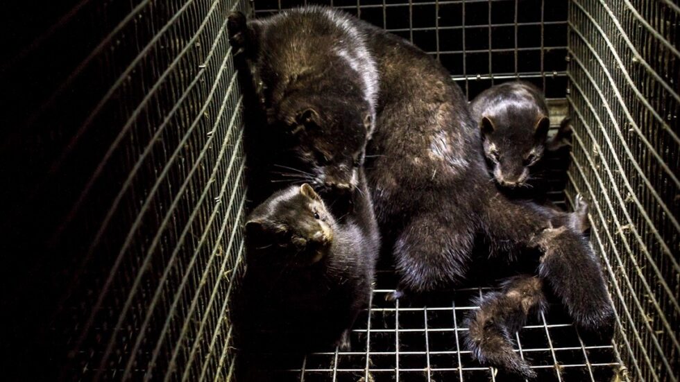 Fot. Dzīvnieku brīvība/Flickr.com