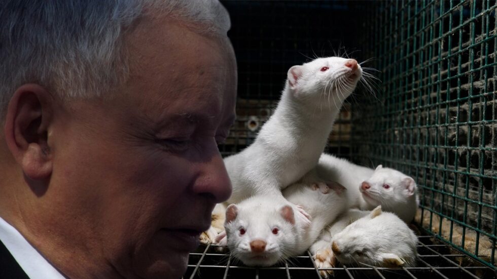 Fot. Oikeutta eläimille, Piotr Drabik/Flickr.com. Edycja KP.