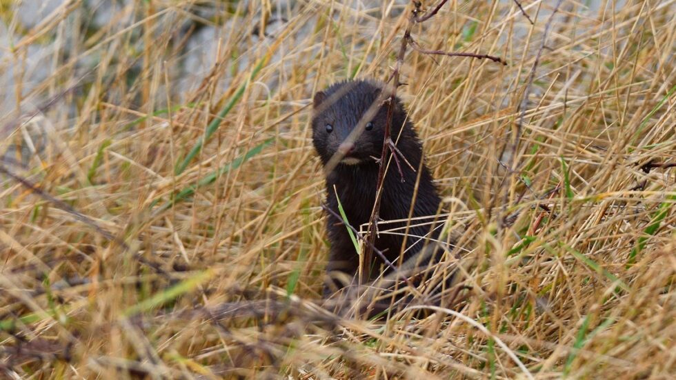 Fot. Tom Lee/Flickr.com