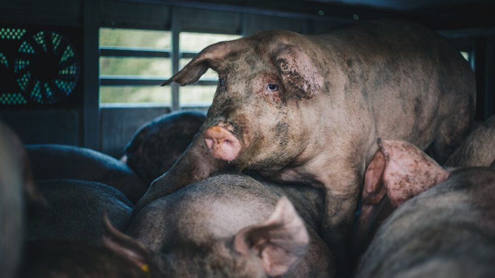 Fot. Ela Radzikowska