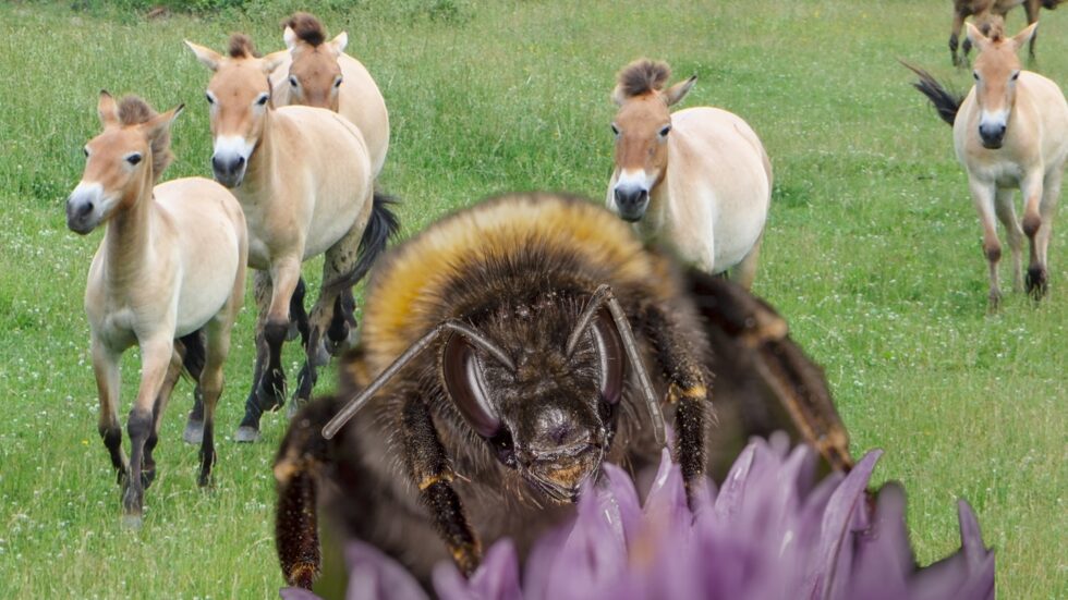 Fot. caroline legg, Ted/Flickr.com