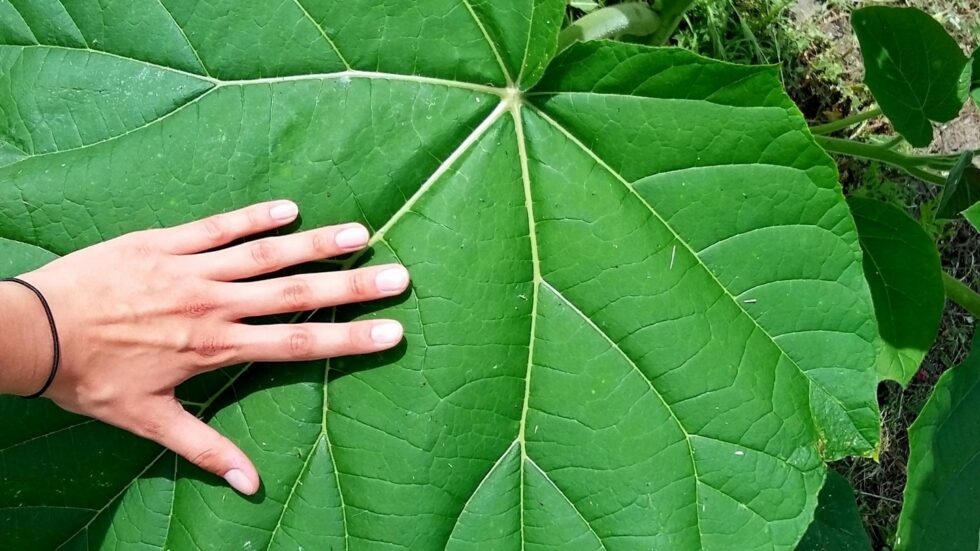 Liść Oxytree. Fot. Milo33/Wikimedia Commons