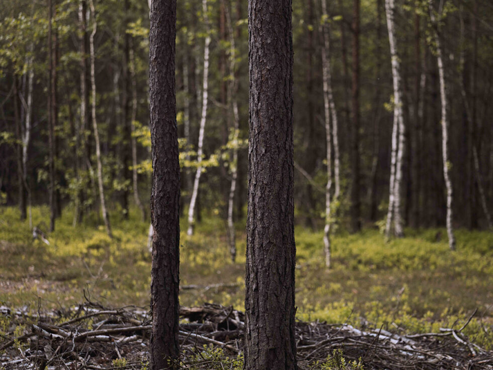 Las wokół byłego obozu zagłady w Sobiborze