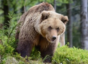 Niedźwiedź brunatny