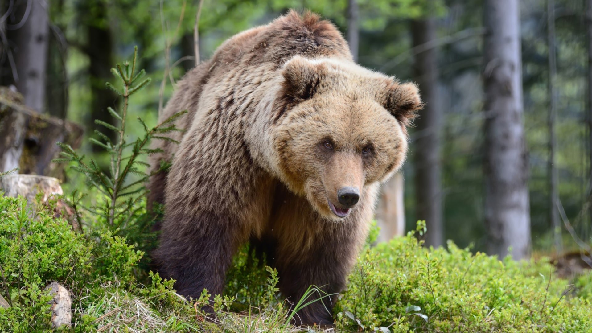 Niedźwiedź brunatny