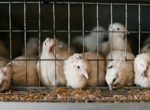 Hodowla przemysłowa kurcząt