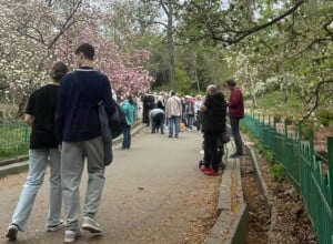 Kijowianie fotografują kwitnące magnolie w parku Szewczenki