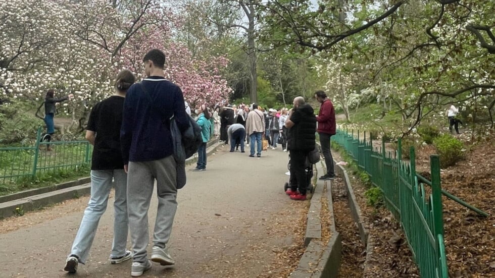 Kijowianie fotografują kwitnące magnolie w parku Szewczenki