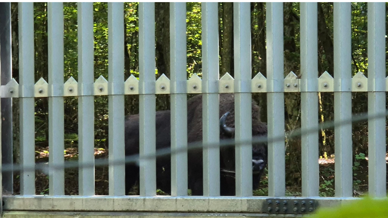 Źródło: Instytut Biologii Ssaków PAN, Byk żubra stojący pomiędzy polską barierą graniczną a białoruską sistemą, sierpień 2025, północna część Puszczy Białowieskiej.