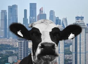 Krowa z centrum biznesowym Moskwy w tle