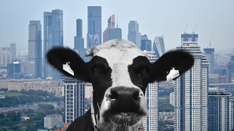 Krowa z centrum biznesowym Moskwy w tle