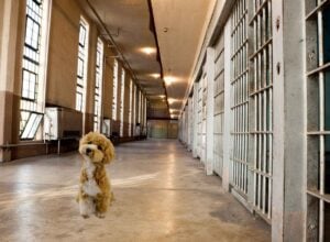 Mały kudłaty pies siedzący na podłodze w więziennym korytarzu