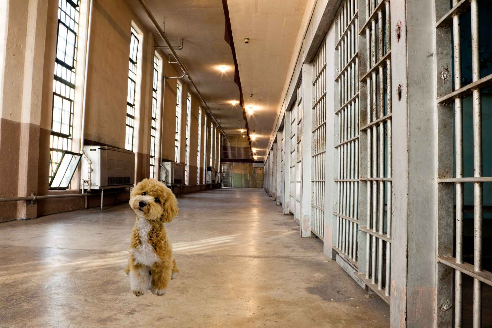 Mały kudłaty pies siedzący na podłodze w więziennym korytarzu