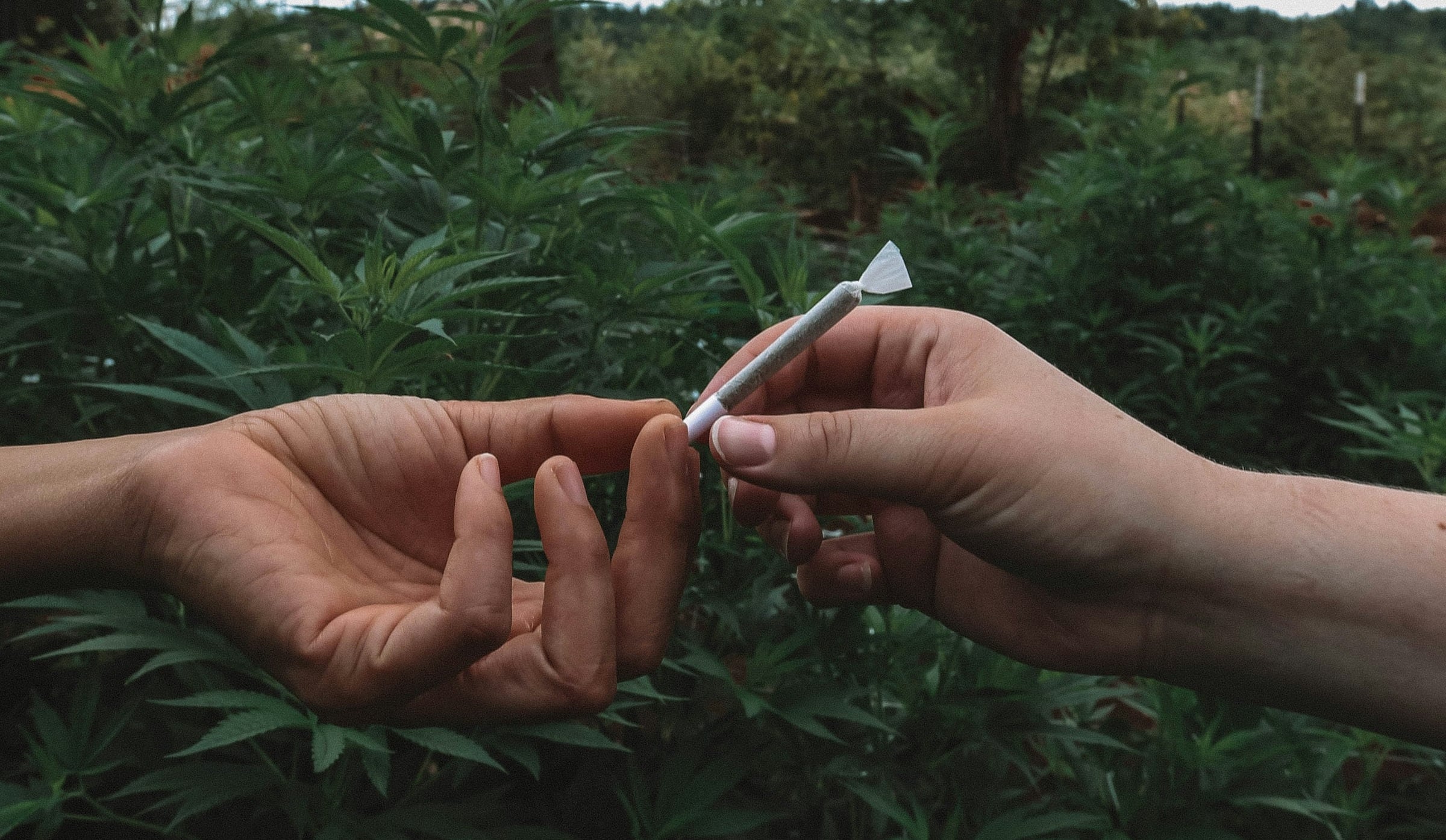 Skręt z marihuaną przekazywany z ręki do ręki