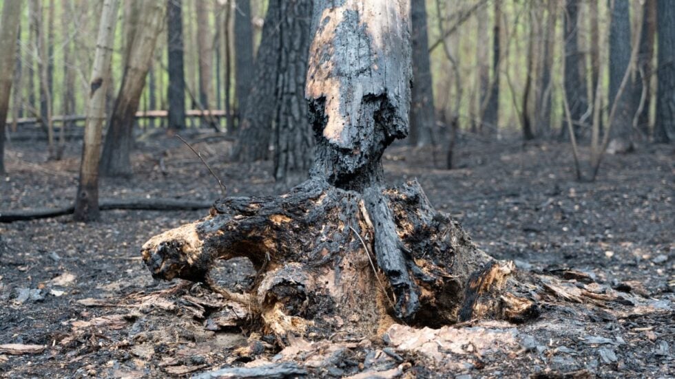 Zwęglony pień drzewa i osmalona ściółka na pogorzelisku w lesie. W tle widać nadpalone pnie i cienkie pnie drzew, między którymi przebija światło.