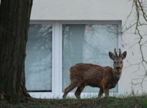 A deer standing on a grassy slope beside a white building with a large window, near a tree trunk on the left.
