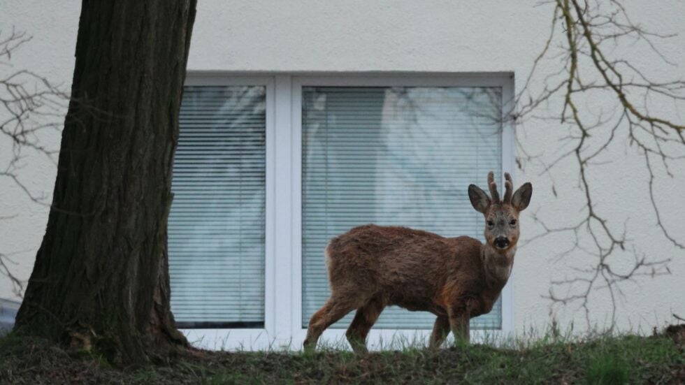 A deer standing on a grassy slope beside a white building with a large window, near a tree trunk on the left.