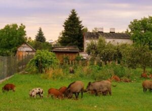 Dziki wtargnęły na prywatny ogródek na warszawskim Tarchominie