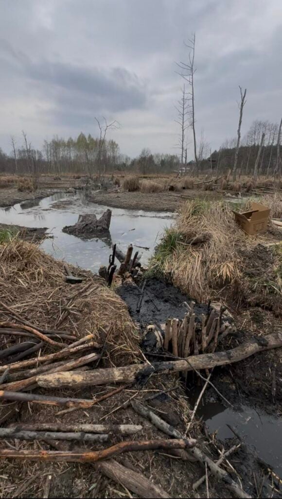 Desolate, muddy wetland with charred stumps, fallen branches, and a lone cardboard box under a gray sky