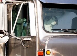 Close-up of a silver semi-truck cab with exposed wiring and an orange side marker light; a dog's face is reflected in the windshield