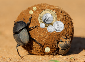 Dung beetle pushing a dirt ball that’s covered with Polish złoty coins in bright sunlight on a sandy surface