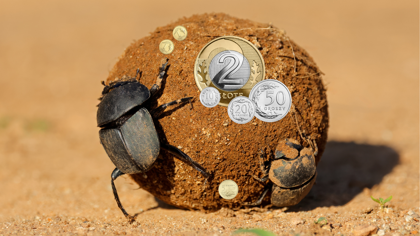Dung beetle pushing a dirt ball that’s covered with Polish złoty coins in bright sunlight on a sandy surface