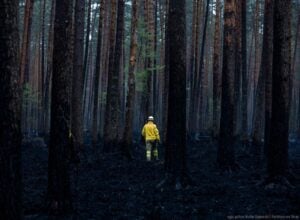 Firefighter in yellow turnout gear stands in a smoke-filled pine forest, seen from behind.